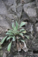 Jurinea bellidioides