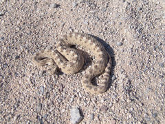 Crotalus cerastes cerastes