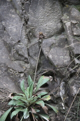 Jurinea bellidioides