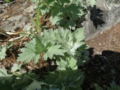 Artemisia saitoana