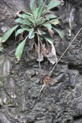 Jurinea bellidioides