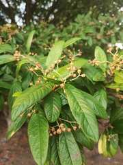 Cotoneaster salicifolius
