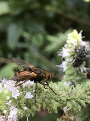 Tachina fera