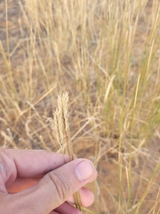Agropyron desertorum