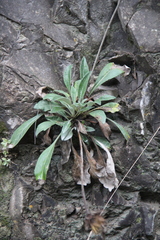 Jurinea bellidioides