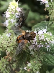 Tachina fera