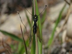 Libelloides sibiricus