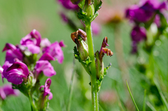 Pedicularis pyrenaica