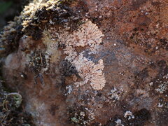 Placopsis fusciduloides