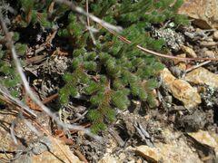 Selaginella sibirica