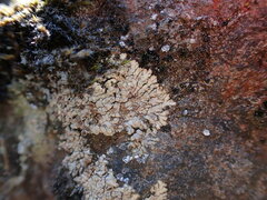 Placopsis fusciduloides