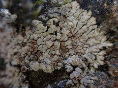 Placopsis fusciduloides