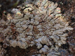 Placopsis fusciduloides