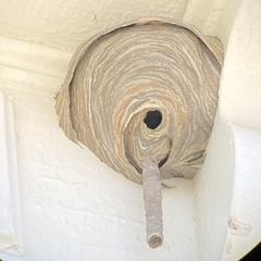 Dolichovespula arenaria