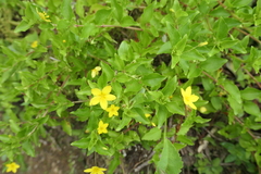 Lysimachia azorica