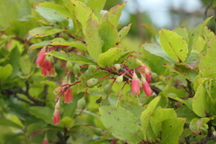 Vaccinium cylindraceum