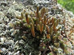 Selaginella sibirica