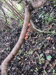 Anthracophyllum discolor