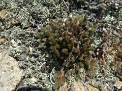 Selaginella sibirica