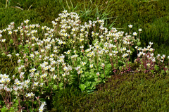 Saxifraga praetermissa