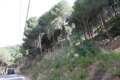 Pinus pinea