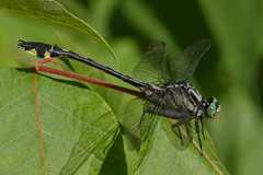 Gomphurus lineatifrons