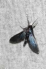 Desmia filicornis
