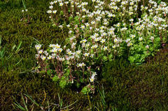Saxifraga praetermissa