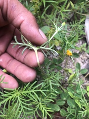 Melampodium linearilobum