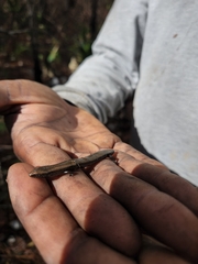 Diploglossidae