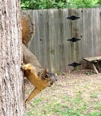 Sciurus niger limitis