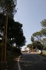 Pinus pinea