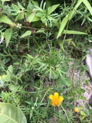 Melampodium linearilobum