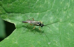 Campoletis sonorensis