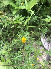 Melampodium linearilobum