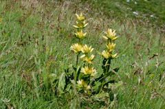 Gentiana burseri burseri