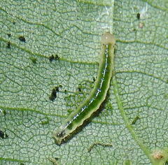 Pantographa limata