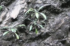 Jurinea bellidioides