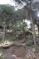 Pinus pinea