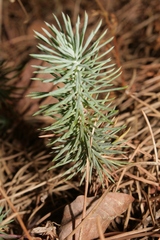Pinus pinea