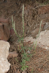 Crucianella macrostachya