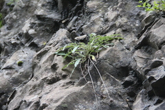 Jurinea bellidioides