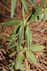 Crucianella macrostachya