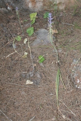 Leopoldia