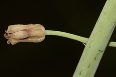 Leopoldia