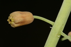 Leopoldia