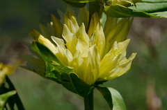 Gentiana burseri burseri