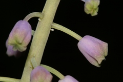 Leopoldia