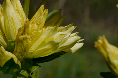 Gentiana burseri burseri