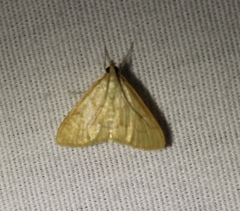 Helvibotys helvialis